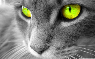 Cat yellow eyes serious look 2 - serious free wallpaper for desktop