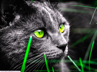Cat green eyes staring grass - the distance free wallpaper