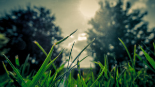 Grassy field trees sky clouds - a grassy field free wallpaper