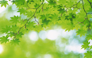 Tree branch closeup leaves blurry - a close up of a tree branch free wallpaper