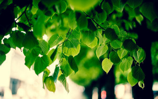 Tree green leaves branches park - a park area free wallpaper