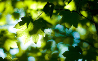 Leaf hanging sunlight green nature - anamorphic free wallpaper