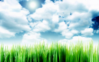 Field grass sun sky clouds - a field of grass free wallpaper