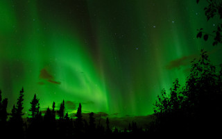 Green black sky trees stars - sky free wallpaper