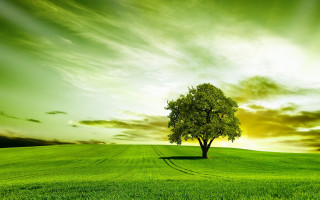 Lone tree green field sunset 2 - a lone tree free wallpaper