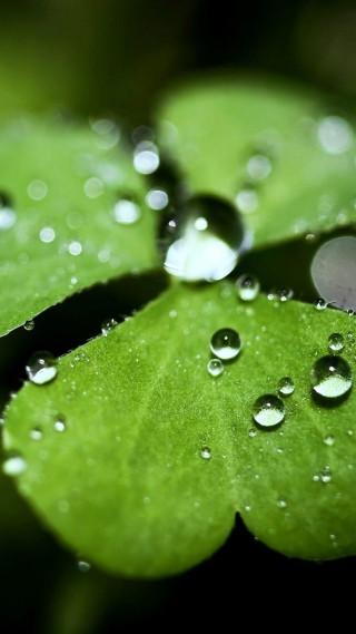 Green leaf water droplets black 9 - free nature wallpaper