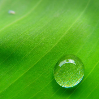 Water drop green leaf blurry - free nature wallpaper