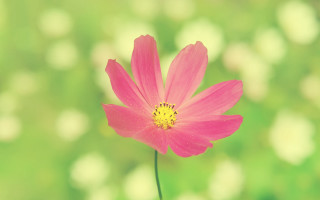 Pink flower yellow center green 3 - a yellow center free wallpaper