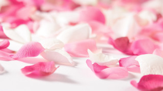 Pink white petals white surface - still free wallpaper