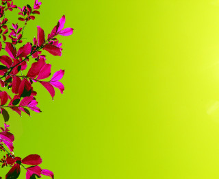 Green background tree branch red - flavia bloi free wallpaper