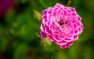 Pink flower green leaves blurry 24 - a single flower in the foreground free wallpaper