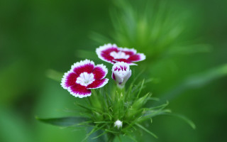 Two small flowers white red - petal free wallpaper