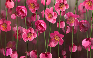Pink flowers green stems brown - alison kinnaird free wallpaper