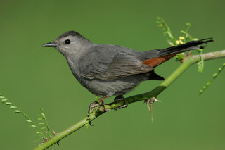 Small bird perched branch green - a branch of a tree free wallpaper