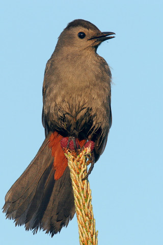 Bird plant wings spread head - boetius adamsz bolswert free wallpaper
