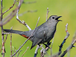 Bird mouth open branch tree - a branch of a tree free wallpaper