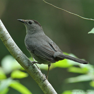 Bird perched tree forest green - a tree branch in a forest area free wallpaper