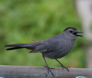 Small bird metal pipe beak - its beak free wallpaper