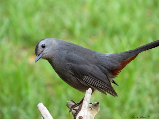 Bird perched branch grass blurry - a blurry background free wallpaper