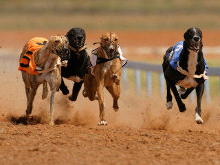 Three dogs racing dirt track - in the foreground free wallpaper