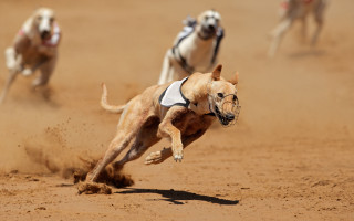 Dog running dirt other dogs - the dirt free wallpaper