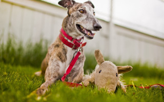 Dog sitting grass stuffed animal - stuffed free wallpaper