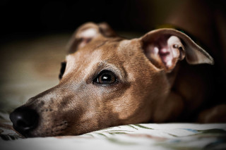 Dog laying bed blanket black - a stock photo free wallpaper