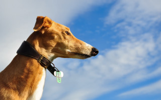 Dog collar looking up sky - a collar free wallpaper