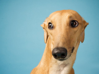 Sad dog blue background looking - a blue wall behind free wallpaper