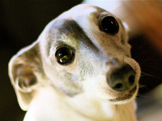 Dog black white nose white - a black nose free wallpaper