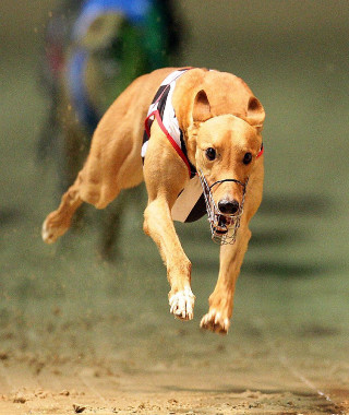 Dog jumping frisbee person air - free sports wallpaper