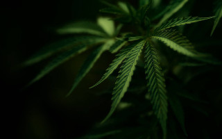 Close up green leaf plant - 5 0 mm len free wallpaper