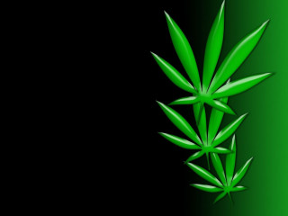 Green bamboo black background green - digital free wallpaper for desktop