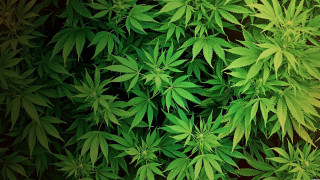 Close up plant leaves black - a close up of a plant free wallpaper
