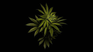 Green plant dark black background - a green plant free wallpaper
