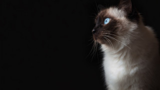 Cat blue eyes looking up - something free wallpaper