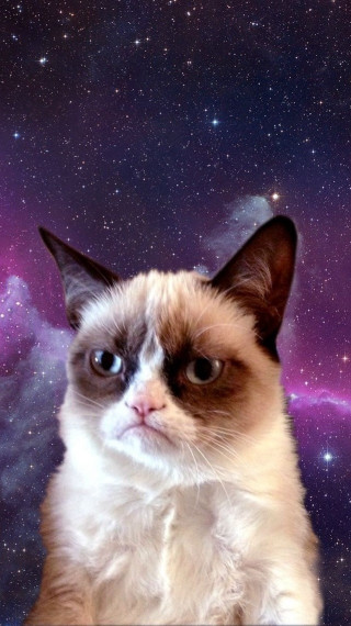 Cat sitting purple blue background - sky free wallpaper
