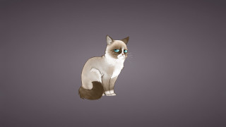 Cat blue eyes table gray - angry free wallpaper