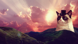 Cat hat mountain sky birds - a cat free wallpaper