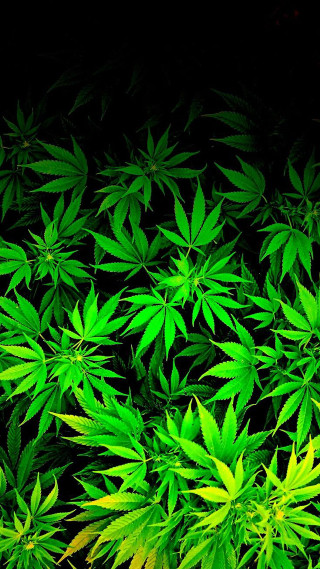 Green plants dark room black - les nabis free wallpaper