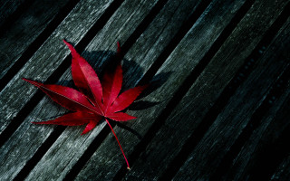 Red leaf wooden bench black 2 - adobe lightroom free wallpaper