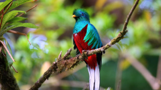 Colorful bird forest juxtaposition vivid - rich free wallpaper