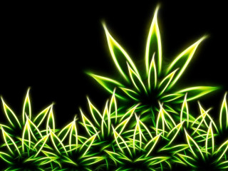 Green plant black background center - a green plant free wallpaper