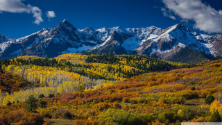 Mountain range forest trees snow - a forest of trees free wallpaper