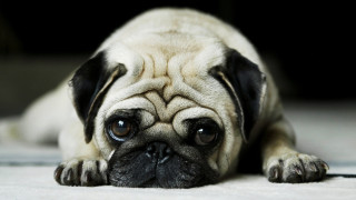 Small dog sad look white - a small dog free wallpaper