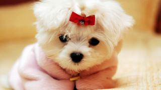 Small white dog red bowtie - chang daichien free wallpaper