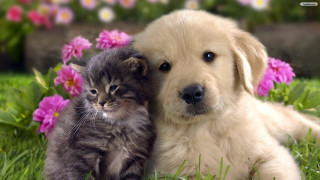Puppy kitten laying grass together - a green grass field free wallpaper