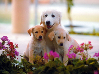 Three dogs sitting flower bed 2 - one dog free wallpaper