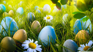 Grass eggs daisies field colorful - beatrix potter free wallpaper