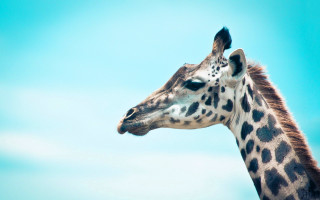 Giraffe standing open field sky - a sky background free wallpaper for desktop